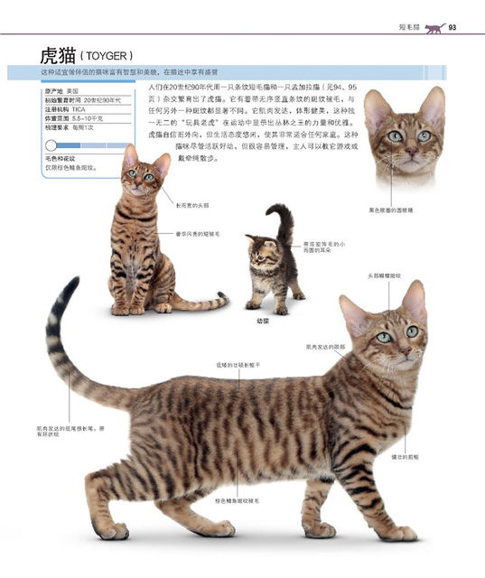 DK World Famous Cat Domestication Encyclopedia Pet Cat Illustration Cat Feeding Ways Pet Cat Feeding Cat Books Raising Cats Complete Raiders Cat Knowledge Encyclopedia Cat Domestication Introductory Tutorial l