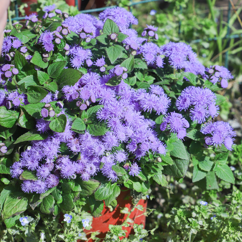 Huoxiang Thistle .jpg