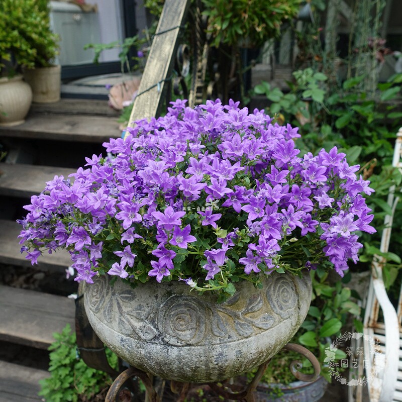 Danish Wind Bells Potted Flowers Italy Small Wind Bells Flowers Retals Meritless Delicate Little Flowers With Flowers With Earth To Ship