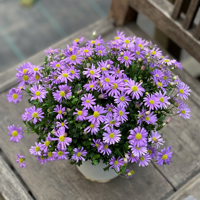 Kyi Xiaomi Pot Flower Seeds Spring Flower Machine