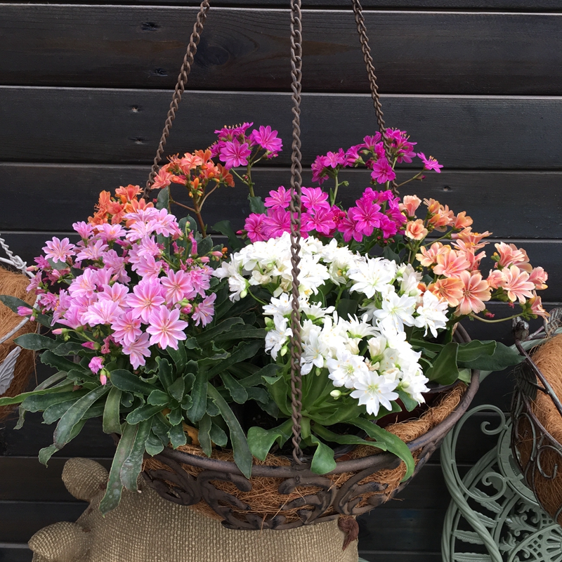 Luwei Blossom, Luwei Blossom, Luwei Blossom, Open-air Warm Flowers, Brilliant Flowers for More than a Year