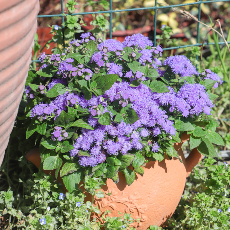 Huoxiang Thistle 011.jpg