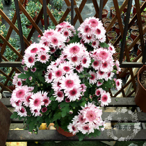 Single petal chrysanthemum strawberry heart queen chrysanthemum beauty millet chrysanthemum green heart chrysanthemum open air Autumn burst with flowers delivery