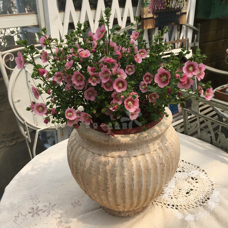 Wooden hibiscus Little wood Jin Sticks Sugar Elegant Lady Small Flowers Open Air Resistant to cold potted flowers with earth to ship