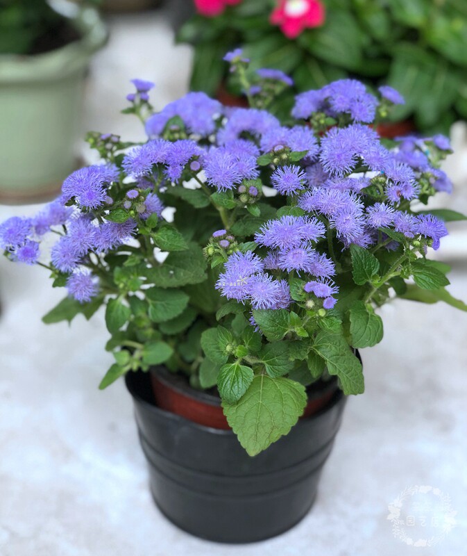 Железный черный серый цветок стиль горшок с ароматом.