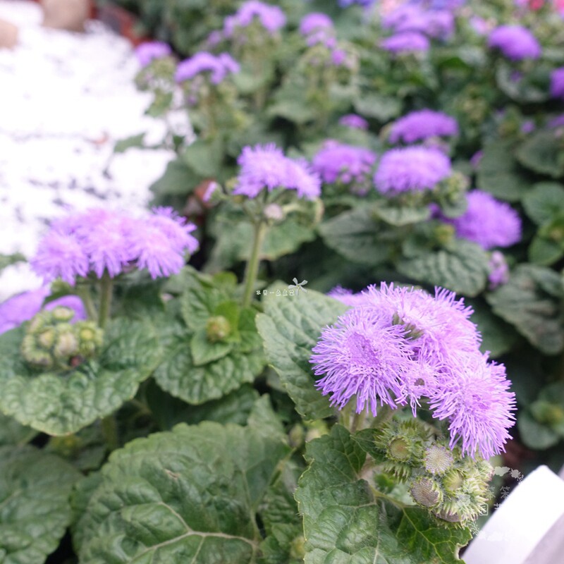 Huoxiang Thistle .jpg