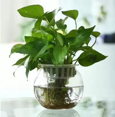 透明玻璃圆球花盆瓶养鱼水生植物花盆鱼缸圆球玻璃盆带定植篮包邮
