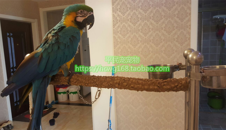 Xem máu bay trạm thanh thrush thanh hạt tiêu gỗ chim thanh cá rô đứng stick đứng chim và chim lồng nguồn cung cấp con vẹt nguồn cung cấp cám cho chim