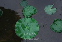  Diameter 10cm to 60cm simulation lotus leaf water surface decoration Lotus leaf Jiayuan garden bonsai water lily leaves floating