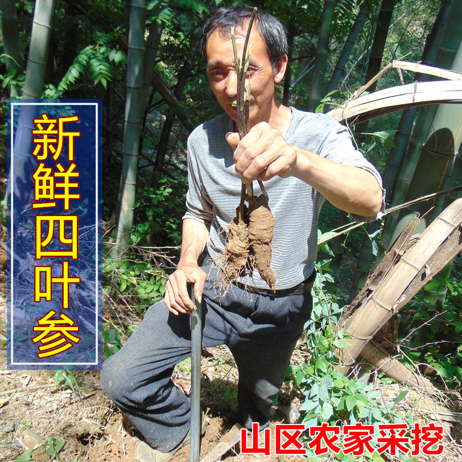 Shanhai nut farmers dig from dog header in medicinal lamb milk ginger 500g