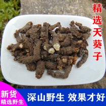 Deep Mountain Wild Sky sunflower Zi purple back Sky Kui Sky root black grass Millennium mouse shit gold rat excrement 500g blood cell