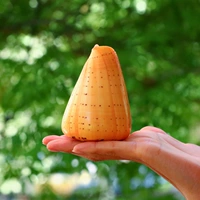 Желтая кукурузная улитка 9-10 см