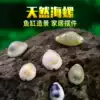 Haibin natural conch shell micro-landscape drifting starlight bottle DIY home floor Mediterranean decoration decoration