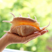 Seven-Corner Snail 15-17 см