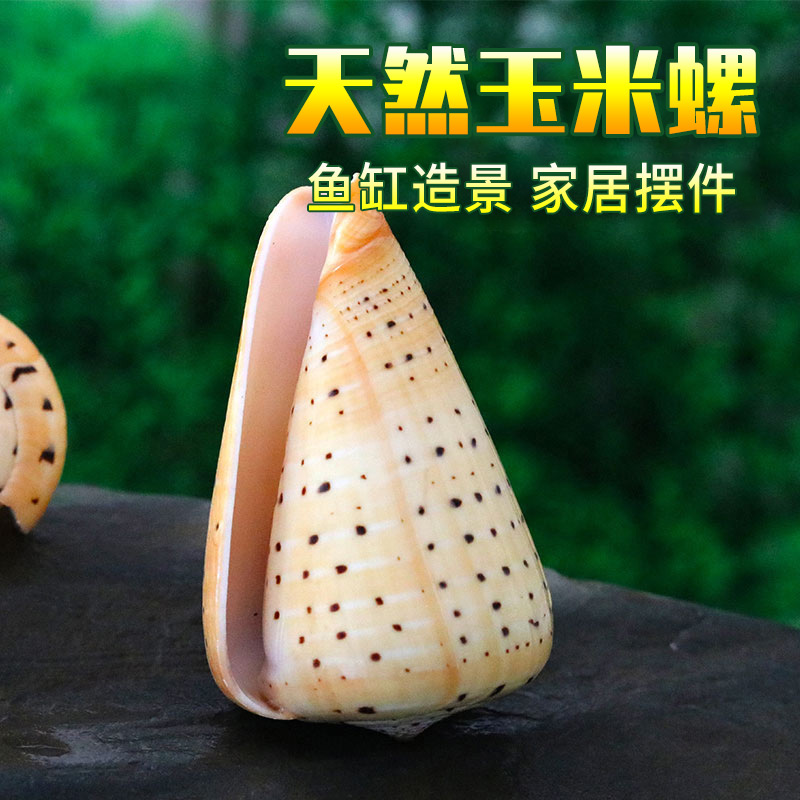 Corn snail natural shell conch home Mediterranean decoration creative micro-landscape fish tank landscaping aquarium decoration