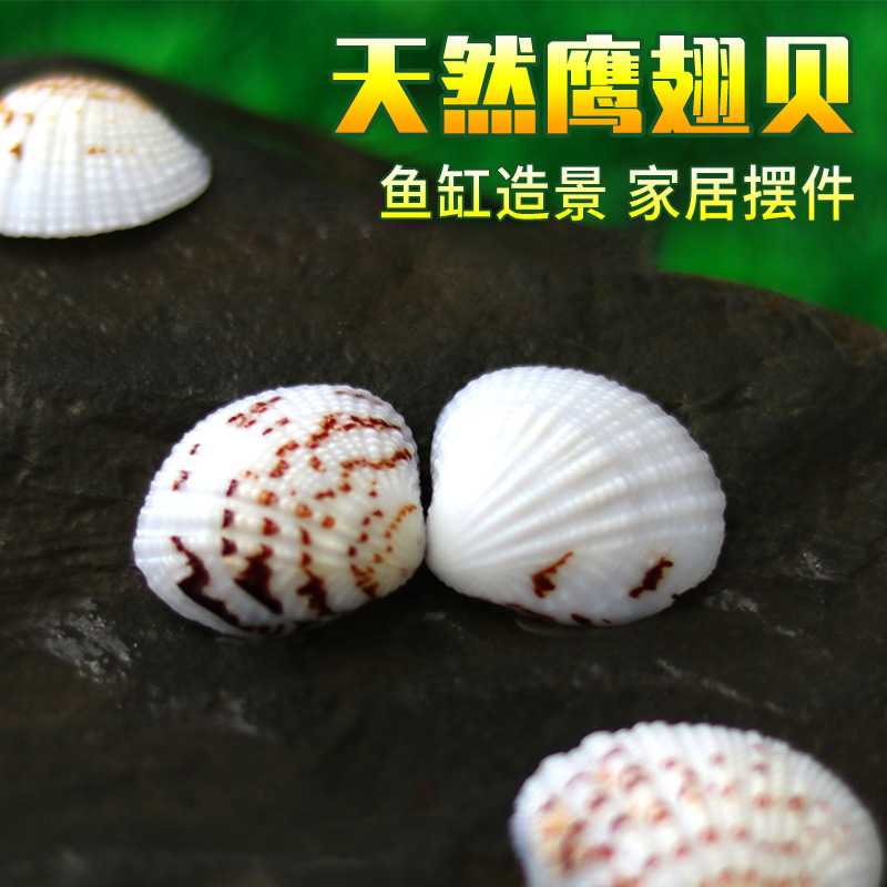 Eagle Wings Bay Natural Shells Handmade Diy Sea Snail Fish Tank Rigging Aquarium Decoration Terrace Creative Rafting Bottle