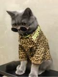 Кошка, собака, кошачья одежда для домашних животных весна и осень, британская коротка с коротки