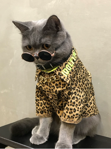 Кошка, собака, кошачья одежда для домашних животных весна и осень, британская коротка с коротки