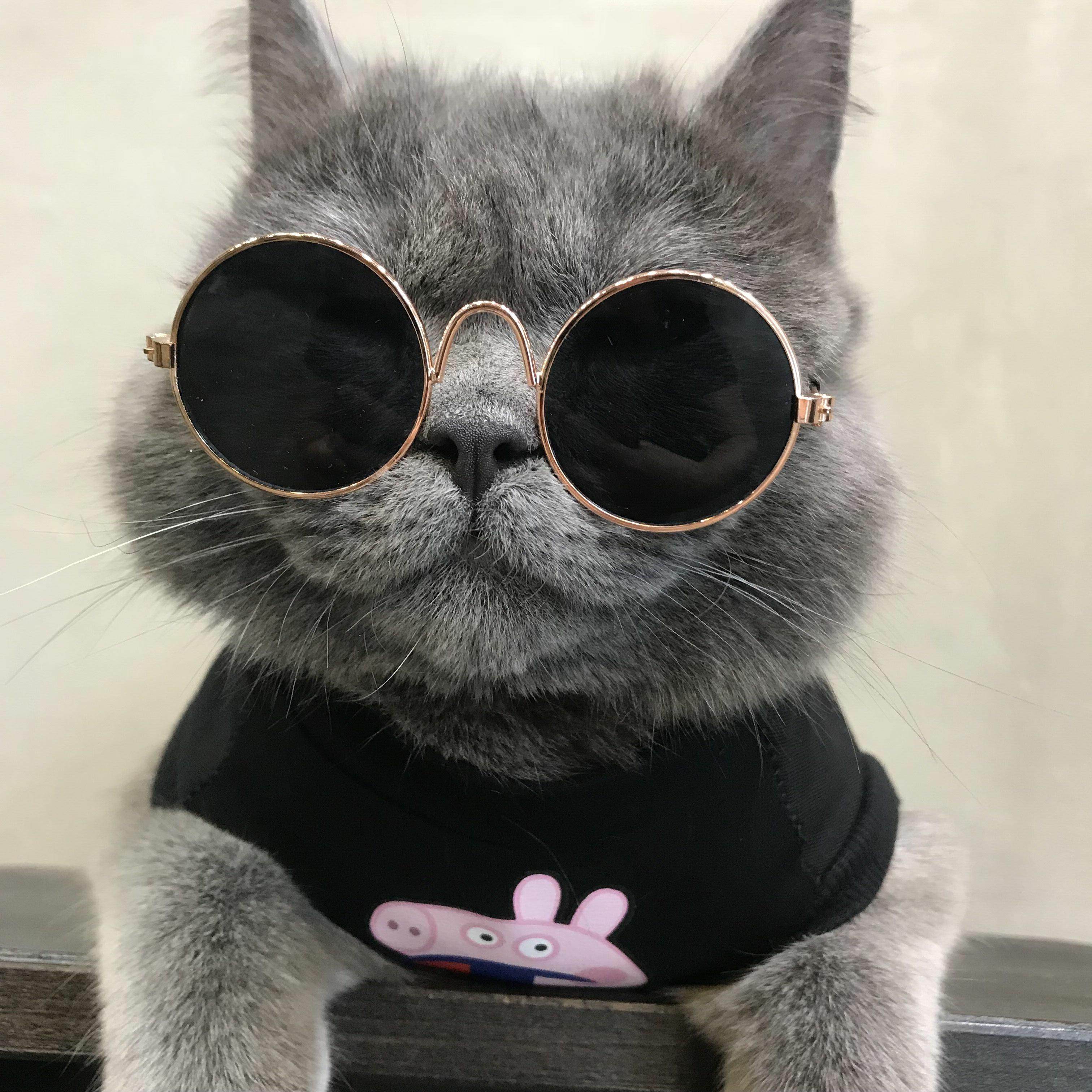 Cold cold is a small kitty pet cat cat accessories sunglasses French bulldog glasses pet photo-decorated props-Taobao