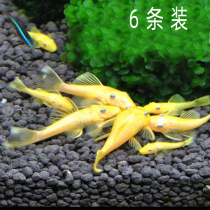 Aquarium scavenger Living Fresh Water tropical ornamental benthic fish golden beard blue eye clean fish tank algae cover damage