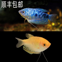 Aquarium pet ornamental fish live Yellow Blue mansaurus fish freshwater tropical small and medium-sized fish skin solid grass raising tank bag damage