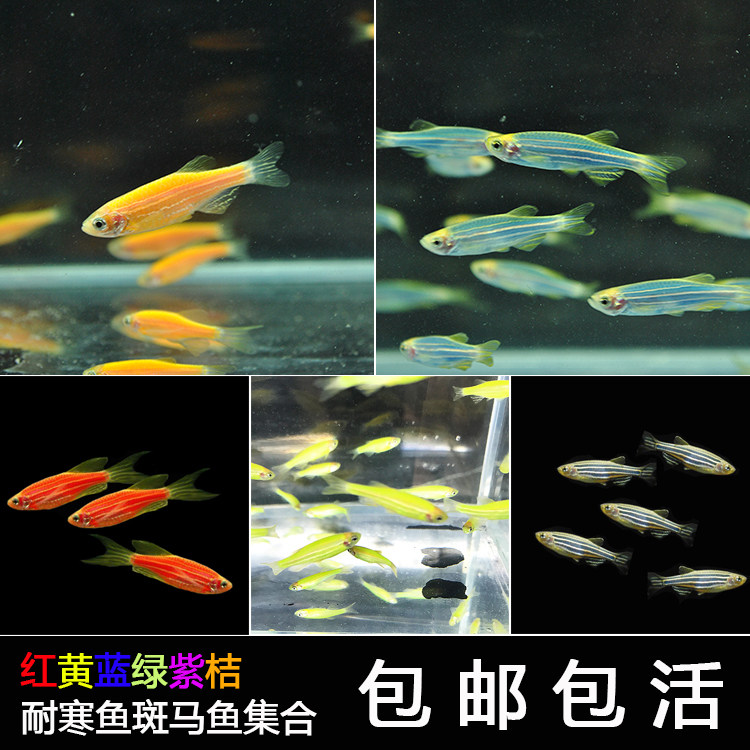 Red, yellow, blue, green, purple and orange zebrafish live grass tank mixed group swimming cold water ornamental fish Freshwater skin real cold-resistant package live