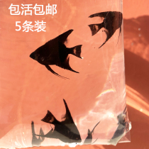 Aquarium world living swallow fish tropical small fish freshwater ornamental fairy fish grass tank group tour Special Five package Live
