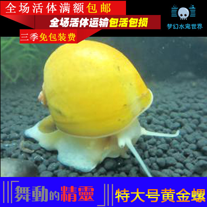 Aquarium pet extra large golden snail live fish tank cleaning and algae removal tool oversized individual self-breeding package damage