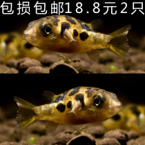 Aquarium submarine zebra dog head chocolate baby fish live grass tank in addition to snails tropical ornamental fresh water