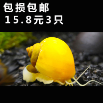 Aquarium pet golden snail living grass tank cleaning ornamental snail underwater biological algae removal tool snail size