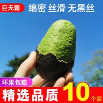 Mexico imports 10 large avocados seasonal fresh fruit for pregnant women and baby ready-to-eat avocados