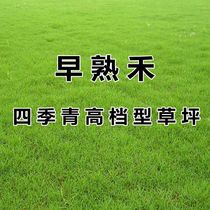Lawn Seed Grass Seed Seeds Dwarf All Season Evergreen Courtyard Villa Green Grass Seed Varieties Premature and Grass Grass Seeds Resistant to Cold
