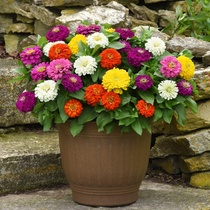 Dwarf Rod Thyme Heavy Flap Large Flower Torches Flowers Planted All Season Flowering Flowers Sea Flower Seed Potted Flowers Seed Porch