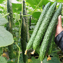 Traditional Old Yellow Melon Seed Seedling High Yield Heat Resistant Cucumber Seed Spring Season Sowing Vegetable Seed with Non-GMO seed