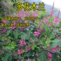 Slope protection solid soil special grass seed Multi-flower Mulan seed barren Mountain regreen bushes tree seed The seeds can be podcast all four seasons