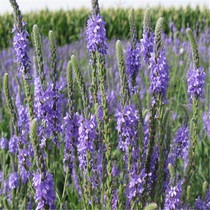 Canada Beauty Sakura Seed Multi-year Living Roots Flower Potted Garden Flowers Seed Engineering Flowers Sea Landscapes