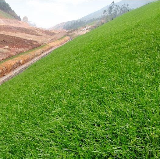 Lawn High Sheep Thatch Grass Seed High Wool Grass Seed High Speed Mountain River Guard Slope Resistant To Drought for many years