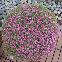 Flower seed Four Seasons Blossom Easy Bursting Basin Easy to live Full Star Potted seed Room Inside And Outside Balcony Summer Flower Seed