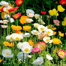 Yu Beauty Seeds Mixed Color Icelandic Beauty Flowers Seed Spring Autumn Sowing Patio Outdoor Cold Flower Seed seed