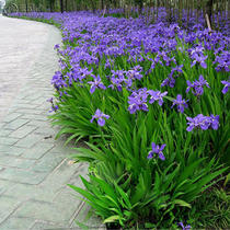 Orchid kite tail seed for many years raw and cold-resistant cold-resistant kite tail flower seed Season Sowing easy to manage simple