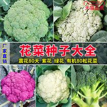 Broccoli Pine Cauliflower Seed Broccoli Seeds Organic Flowers Vegetable Spring Rice Seedlings All Season Vegetables Seedseed Varieties