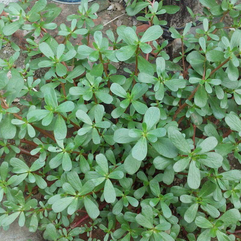 Edible Horse Teeth Purslane Seed Purslane Seeds Wild Wild Vegetable Seeds Balcony Potted Vegetable Seeds of Vegetable Seed Horse Tooth Dish