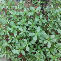 Edible Horse Teeth Purslane Seed Purslane Seeds Wild Wild Vegetable Seeds Balcony Potted Vegetable Seeds of Vegetable Seed Horse Tooth Dish