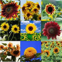 Sunflower seed-hole ornamental edible flower seed seed indoor potted plant Four Seasons outdoor patio sunflower seed easy to live