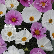 Season Sowing Egg Tarts Persian Chrysanthemum Flowers cupcakes Gessian potted dwarf poles wild flower seed grass flowers