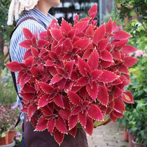 Colourful Leafgrass Flower Seed Larvae in Four Seasons Blossom Seeds Flowers Seed View Leaf Flower Fry plant resistant to cold and heat-resistant balcony potted plants