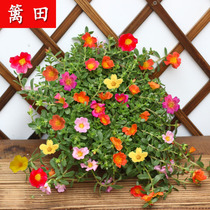 Large flower horse tooth purslane seed mixed colour single-petal sun flowers cant die all season potted flower seed and flower planting balcony for many years