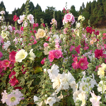 Single-petal Shu sunflower seed High pole guard slope flower seed road shielded from red flower seed seeds plant root plant