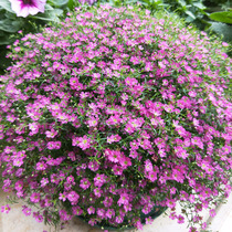 Hanging full of stars Flowers Seeds All Season Sowing Easy Blooming Indoor Potted Room Potted Outdoor Terrace Flowers Seed Seed Seeds