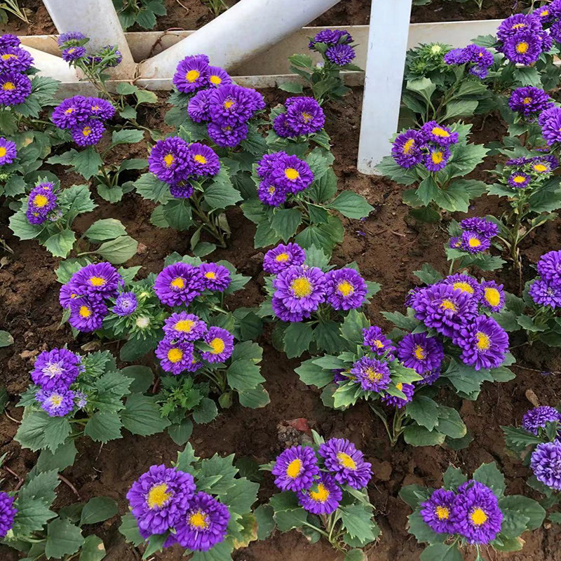 Blue Floral Views Flowers Plant Blue Cuisto Seed Basin Flowers Seed Dense Flower Garden Forest Landscape Engineering Greenery